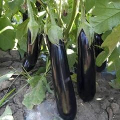 Aydın Siyahı Patlıcan Fidesi (1 kasa / 48 adet)