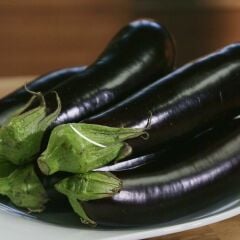 Aydın Siyahı Patlıcan Fidesi (1 kasa / 48 adet)