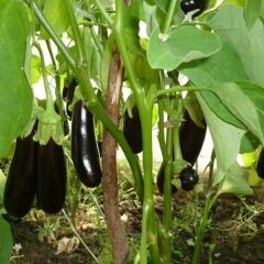 Aydın Siyahı Patlıcan Fidesi (1 kasa / 48 adet)