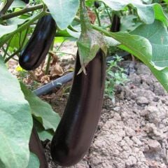 Aydın Siyahı Patlıcan Fidesi (1 kasa / 48 adet)