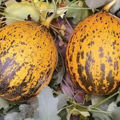 Altınbaş Kavun Fidesi (1 kasa / 48 adet )