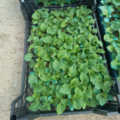 Altınbaş Kavun Fidesi (1 kasa / 48 adet )