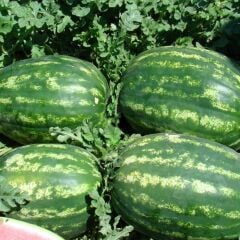 Karpuz Fidesi - Crimson Sweet(1 kasa / 48 adet )