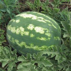 Karpuz Fidesi - Crimson Sweet(1 kasa / 48 adet )