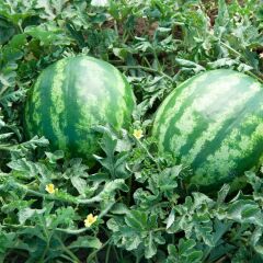 Karpuz Fidesi - Crimson Sweet(1 kasa / 48 adet )