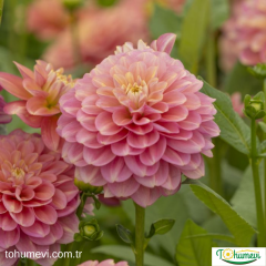 Dahlia Yıldız - Dalya - Patates  Çiçeği Kök - Milena Fleur - Soft Pembe Ebruli