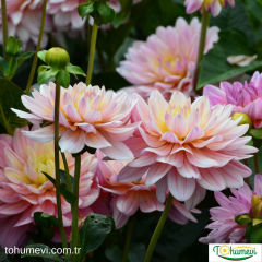 Dahlia Yıldız - Dalya - Patates  Çiçeği Kök - Milena Fleur - Soft Pembe Ebruli