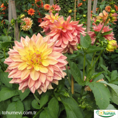 Dahlia Yıldız - Dalya - Patates  Çiçeği Kök - Milena Fleur - Soft Pembe Ebruli