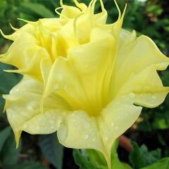 Datura Double Ballerina Yellow - Sarı Katmerli