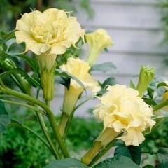 Datura Double Ballerina Yellow - Sarı Katmerli