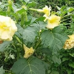 Datura Double Ballerina Yellow - Sarı Katmerli