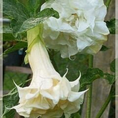 Datura Double Ballerina White - Beyaz Katmerli
