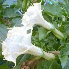 Datura Double Ballerina White - Beyaz Katmerli