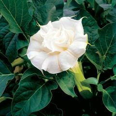 Datura Double Ballerina White - Beyaz Katmerli