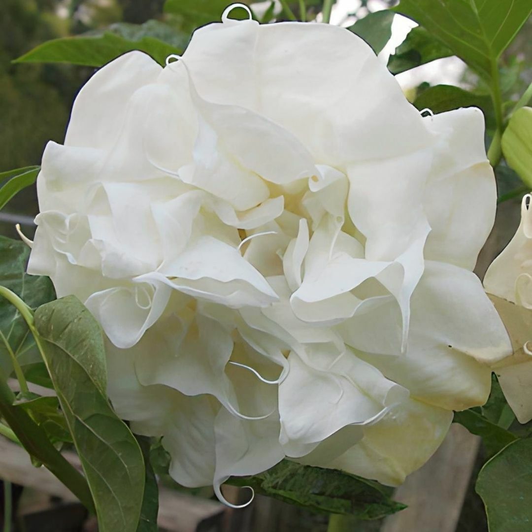 Datura Double Ballerina White - Beyaz Katmerli