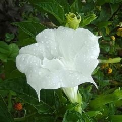 Datura Double Ballerina White - Beyaz Katmerli