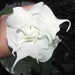 Datura Double Ballerina White - Beyaz Katmerli
