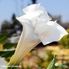Datura Ballerina White - Beyaz