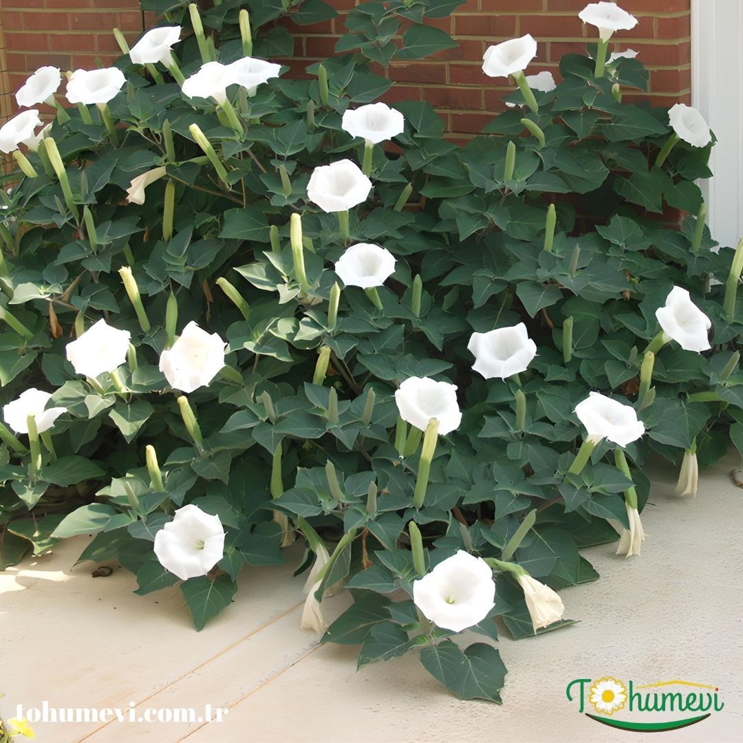 Datura Ballerina White - Beyaz