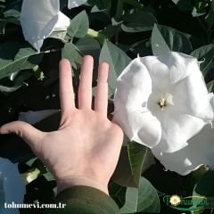 Datura Ballerina White - Beyaz