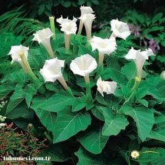 Datura Ballerina White - Beyaz