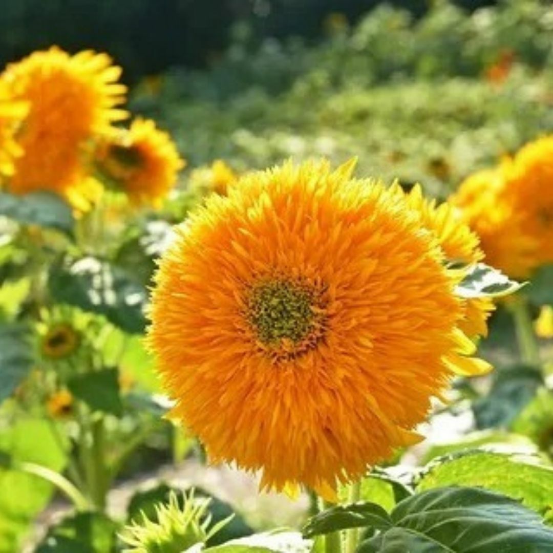Ponpon Süs Ayçiçeği Tohumu Katlı  – Orange Sun