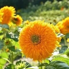 Ponpon Süs Ayçiçeği Tohumu Katlı  – Orange Sun