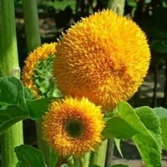 Ponpon Süs Ayçiçeği Tohumu Katlı  – Orange Sun