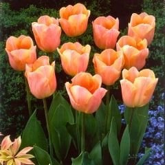 Apricot Beauty Lale Soğanı - Tulipa - Şeftali Rengi