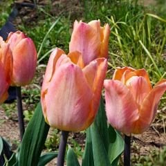 Apricot Beauty Lale Soğanı - Tulipa - Şeftali Rengi