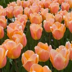 Apricot Beauty Lale Soğanı - Tulipa - Şeftali Rengi