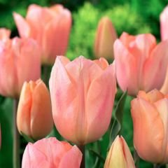Apricot Beauty Lale Soğanı - Tulipa - Şeftali Rengi