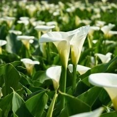 Gala Çiçeği Soğanı  - Calla Lily - Crystal beauty