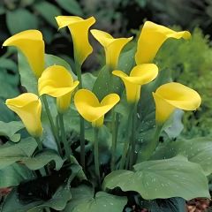 Gala Çiçeği Soğanı  - Calla Lily - Hano