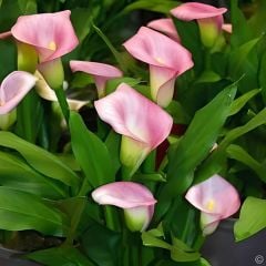Gala Çiçeği Soğanı  - Calla Lily - Manila
