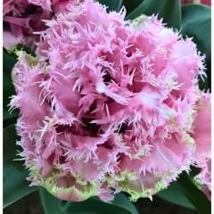 Perth Lale Soğanı - Tulipa - Pembe Krem