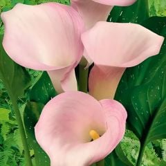 Gala Çiçeği Soğanı  - Calla Lily - Manila