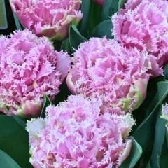 Perth Lale Soğanı - Tulipa - Pembe Krem