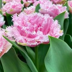 Perth Lale Soğanı - Tulipa - Pembe Krem
