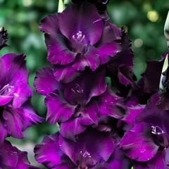 Glayöl Soğanı - Gladiolus – Grande Passion – Mor