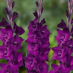 Glayöl Soğanı - Gladiolus – Grande Passion – Mor