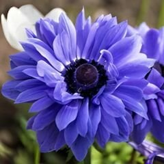 Anemone Çiçeği Soğanı Katlı – Lord Lıeutenant - Mavi