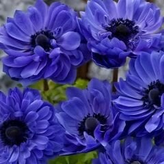 Anemone Çiçeği Soğanı Katlı – Lord Lıeutenant - Mavi