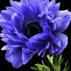 Anemone Çiçeği Soğanı Katlı – Lord Lıeutenant - Mavi