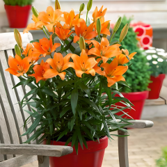 Lilium Jumping Joy - Lilyum Turuncu