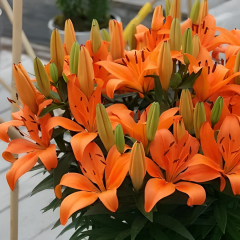 Lilium Jumping Joy - Lilyum Turuncu