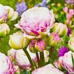 Double Surperise Lale Soğanı - Tulipa - Pembe Mor Ebruli