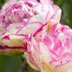 Double Surperise Lale Soğanı - Tulipa - Pembe Mor Ebruli