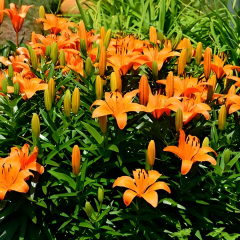 Lilium Jumping Joy - Lilyum Turuncu