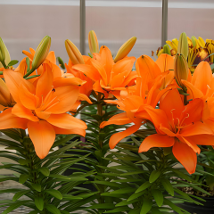 Lilium Jumping Joy - Lilyum Turuncu